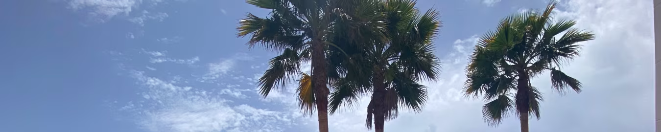 Tropical outdoor scene with blue sky and three palm trees under natural light, evoking warm climate vibes.